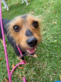 a small dog with a pink leash standing in the grass